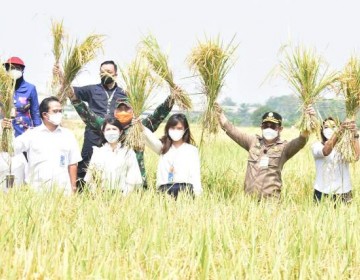 Sidak Pertanian di Serang, Mentan SYL Inspeksi Sawah dan Salurkan KUR