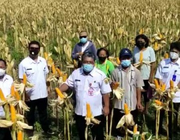 Grobogan Siap Suplai Kebutuhan Jagung Peternak