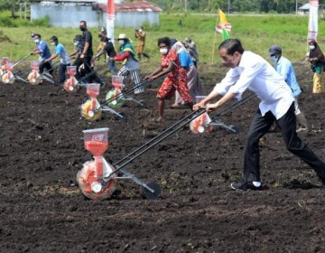 Tanam Jagung Di Sorong, Presiden Ajak Petani Milenial Menjadi Motor Penggerak Pertanian