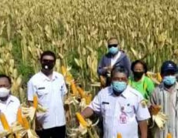 Panen Masih Berlangsung, Grobogan Siap Penuhi Kuota Jagung 30 Ribu Ton