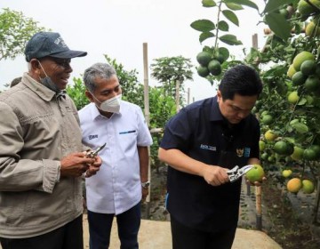 Kunjungi Petani Jeruk, Menteri BUMN Erick Thohir Apresiasi Klaster Pertanian Binaan BRI