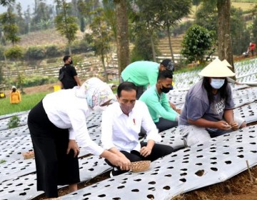 Tanam Bawang Bersama Petani, Presiden Harap Produktivitas dan Pendapatan Petani Meningkat