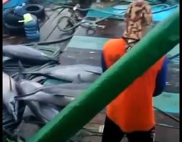 Kawanan Lumba-Lumba Terjaring Kapal Nelayan, KKP Tegaskan Larangan Eksploitasi Mamalia Laut