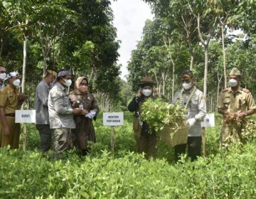 Mentan SYL Panen Kacang Tanah di Sragen, Gairahkan Produksi Hingga Ekspor