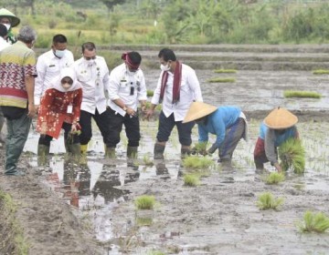 Tahun 2022, Mentan SYL Genjot Produksi Padi Lewat Percepatan Tanam dan IP 400