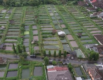 Wujud Konkret, KKP Implementasikan Program Terobosan di Kampung Lele Kabupaten Boyolali