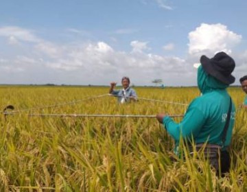 Gerak Cepat Kementan, Petani Bojonegoro Tetap Panen Meski Sempat Terkena Banjir