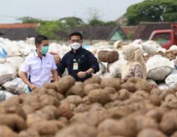 Gairahkan Produk Olahan Porang, Kementan Manfaatkan Teknologi Radiasi Sinar Gamma 