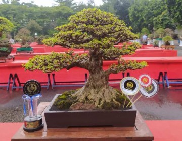 Inilah Pohon  Bonsai Terbaik Festival Rubi Piala Raja di Yogyakarta 