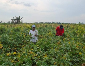 Para Penangkar Benih Jateng dan Jatim Optimis Bisa Penuhi Produksi Kedelai Lokal