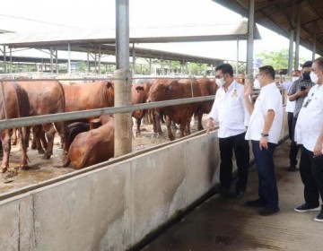 Kunjungi Peternakan Sapi di Tangerang, Mentan SYL Pastikan Stok Sapi Siap Potong Aman Hingga Lebaran