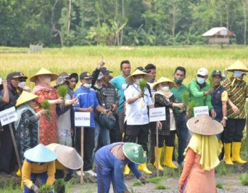 Kementan Canangkan Pertanaman Perdana IP400 di Kabupaten Bima