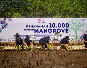 Peringati Dua Dekade Gerakan APU PPT Indonesia, BRI dan PPATK Tanam 10.000 Mangrove di Bali