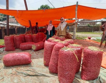 Produksi Melimpah, Bawang Merah Bima Siap Pasok Kebutuhan Ramadhan-Idul Fitri 2022