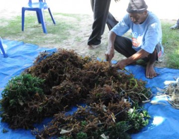 KKP Jadikan Rumput Laut Penggerak Ekonomi Berkelanjutan