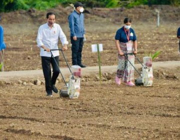 Presiden Jokowi Tanam Jagung di Kawasan Food Estate Belu NTT