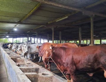 Jelang Ramadhan, Ketersediaan Daging Sapi, Ayam dan Telur di Jatim Terpantau Aman