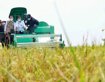 Kementan Genjot Produksi Padi Provinsi Lampung Lewat Gerakan IP400