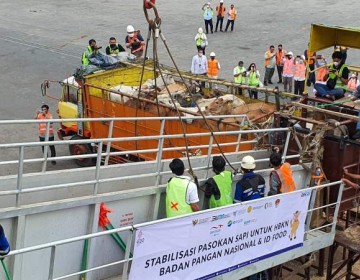 2000 ekor Sapi Hidup Tiba, Digemukan dan Penuhi Kebutuhan HBKN 2022