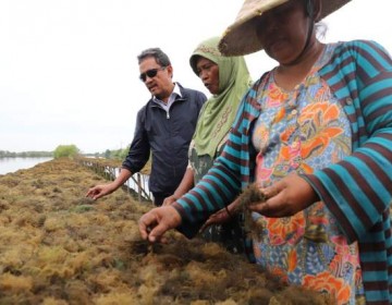 Menteri Trenggono Canangkan Kampung Budidaya Rumput Laut di Sidoarjo untuk Penuhi Pasar Ekspor