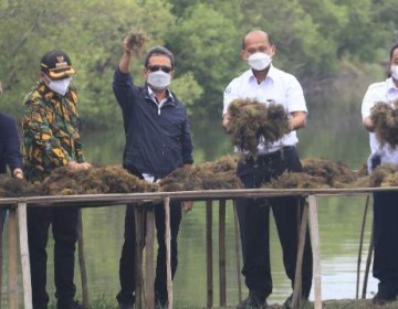 KKP Bikin Kampung Budidaya Rumput Laut Gracilaria di Sidoarjo