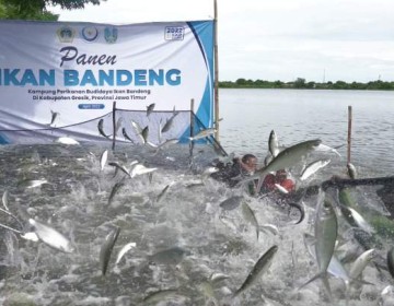 Bandeng Asal Kampung Budidaya Gresik, Juara Kontes Dengan Berat 18 Kg