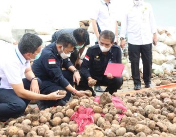 Kementan Dukung Investor Bangun Pabrik Olahan Porang Skala Besar di Lombok Barat