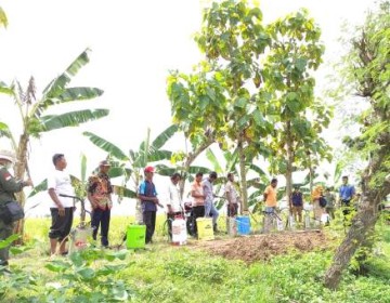 Tangkal Serangan Hama Penyakit, Kementan Lakukan Gerdal Gunakan Agensia Hayati Ramah Lingkungan 