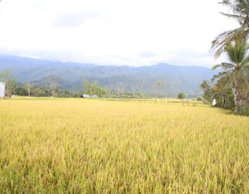 Tingkatkan Kapasitas dan Mutu Benih, Kementan Dorong Peran Penangkar