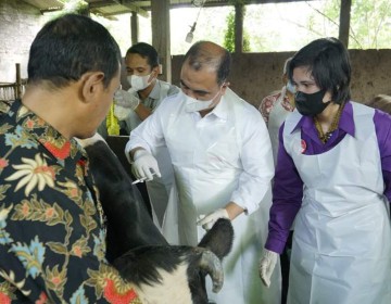 Hari ini Vaksinasi PMK Secara Nasional dimulai di Jawa Timur