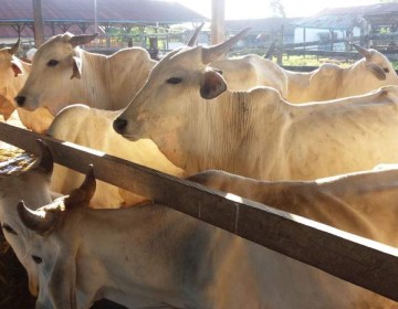 Jelang Idul Adha, ID FOOD Sebar Ternak Sehat dan Jaga Stok Daging Sapi