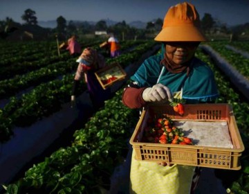 Pertagas Edukasi Pertanian Semi Organik Kepada Masyarakat Kutai Timur