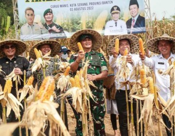 Pj Gubernur Banten Al Muktabar Dampingi Wamentan dan Pangdam III Siliwangi Panen Raya Jagung