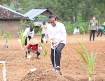 Di Solo Raya, Presiden Jokowi Lakukan Pencanangan Tanam Kelapa Genjah 1 Juta Batang Se-Indonesia