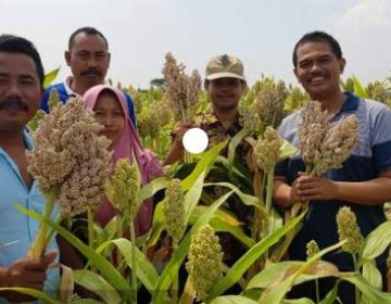 Kementan, Kemenko Perekonomian dan Bappenas Kompak Dorong Pengembangan Sorgum