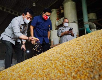 Ini Strategi Pemenuhan Kebutuhan Jagung Nasional