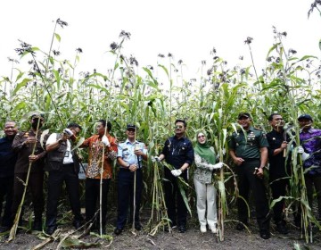 Panen Sorgum di Jombang, Mentan SYL Ajak Mengkselerasi Ketahanan Pangan Nasional