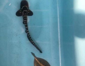 Pertama Di Dunia, Dua Anakan Hiu Belimbing Berhasil Menetas Dalam Aquarium