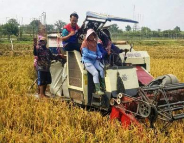 Inovasi Produksi Pangan, PGN - BRIN Berhasil Panen Perdana 116 Ton Padi Biosalin di Semarang