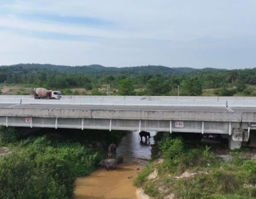 Hari Gajah Internasional: HK Persembahkan Perjalanan Cinta Gajah Sekital Jalan Tol Trans Sumatera 