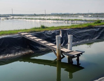Waskita Karya Kembali Dapat Kontrak Rp238,86 Miliar, Garap Proyek Tambak Budidaya Ikan Nila Salin 