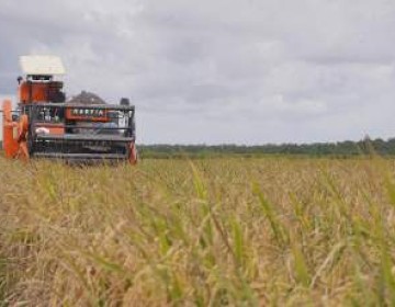 Swasembada di Depan Mata, Kinerja Kementan Bikin Publik Optimis Pangan Nasional Aman