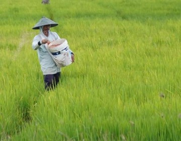 Stok Pupuk Aman, Mentan Amran Pastikan Temuan Kasus Pupuk Tidak Ganggu Pertanaman Petani