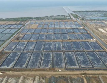 Satu Tahun Prabowo, Ini Progres Program Strategis Nasional di Sektor Perikanan Budi Daya