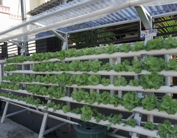 Program BRInita Sulap Lahan Sempit Jadi Urban Farming yang Produktif