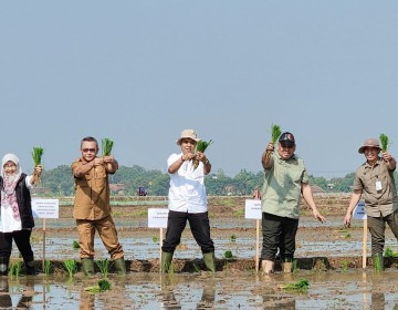 Kementan Genjot Akselerasi Tanam Padi Musim Tanam Oktober 2023-Maret 2024 di Karawang