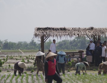 Tinjau Penanaman Padi di Pekalongan, Jokowi: Kita Kejar Tanam, Tanam, Tanam