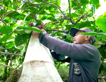 Mengenal Desa BRILIan Trawas: Giat Sukses Pelaku UMKM Kopi dan Jamur Tiram Berkat Inovasi dan Kreativitas 