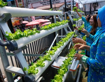 Intip Kisah BRInita di Jayapura, Urban Farming Jadi Gaya Baru Bertani di Lahan Sempit