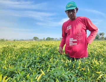 Kementan Gerak Cepat Atasi Lonjakan Harga Cabai Akibat Perubahan Iklim